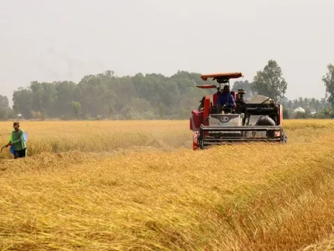 Giá lúa gạo khu vực đồng bằng sông Cửu Long tiếp tục tăng