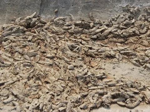 Nghệ An: Tôm chết hàng loạt khiến người nuôi thiệt hại nặng