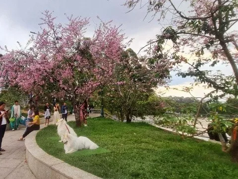 Phạt 3 người đưa chó ra nơi công cộng không rọ mõm, không có người dắt