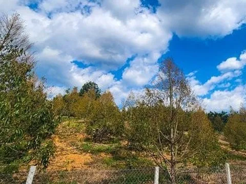 Lâm Đồng: Hàng trăm ha sầu riêng thiếu nước do khô hạn