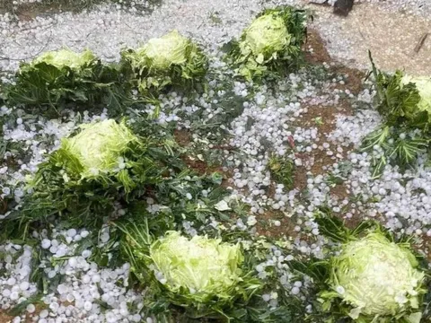 Trận mưa đá dữ dội vừa trút xuống Mộc Châu, lớp đá trắng xóa, phủ dày như tuyết