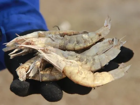 Nghệ An: Tập trung làm rõ nguyên nhân khiến tôm nuôi chết hàng loạt