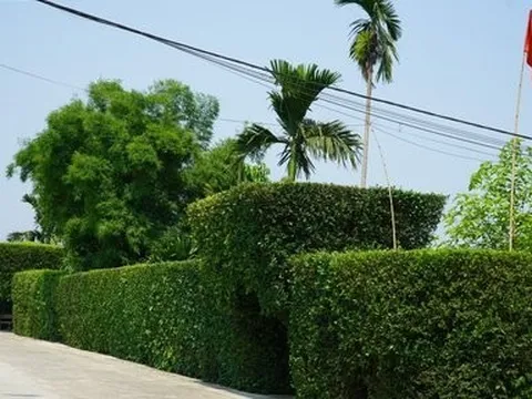 Hà Tĩnh: Xanh mướt hàng rào bằng cây duối trăm tuổi trong nắng hè