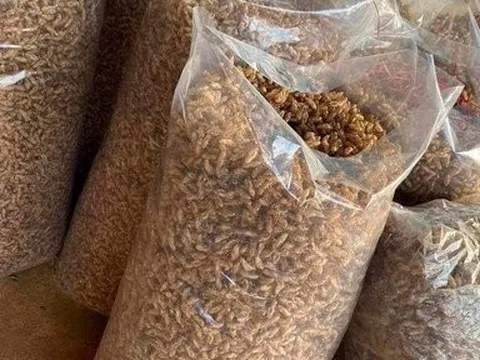 Vì sao thương lái nước ngoài lùng mua xác ve sầu ở Tây nguyên?