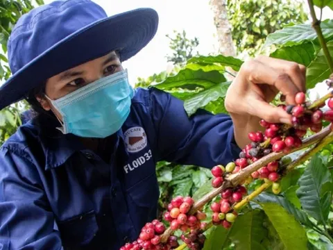 Tiếp đà tăng, cà phê trong nước cán mốc giá kỷ lục mới