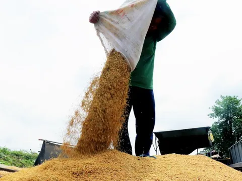 Giá gạo có chiều hướng giảm nhẹ: Những con số và dự báo