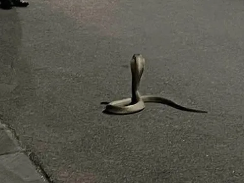 Hà Nội: Đang đi thể dục bất ngờ phát hiển rắn hổ mang giữa đường