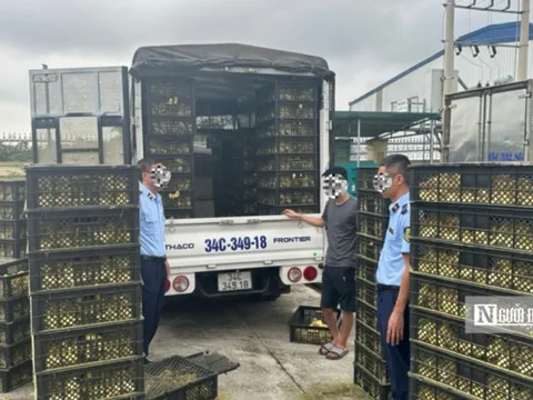 Quảng Ninh: Phát hiện 15.100 con vịt giống không rõ nguồn gốc