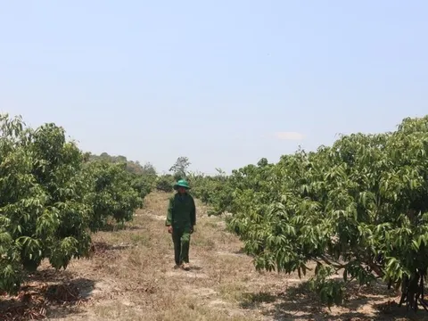 Đắk Lắk: Nông dân buồn lòng vì vải thiều được giá nhưng mất mùa