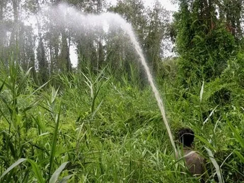 Kiên Giang: Tăng cường các biện pháp cấp bách phòng chống cháy rừng