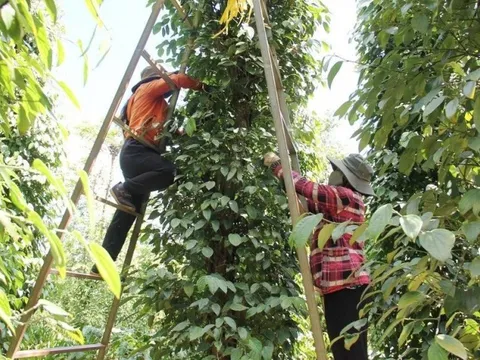 Xuất khẩu hồ tiêu tăng mạnh: Cơ hội cán mốc 1 tỷ USD