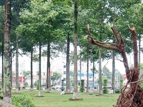 Lộ diện các gói thầu của Công ty cây xanh Công Minh ở Bình Dương, Bình Phước