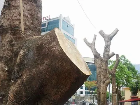 Cận cảnh hàng loạt cây xanh lâu năm bị cắt trụi cành, chặt rễ quanh gốc