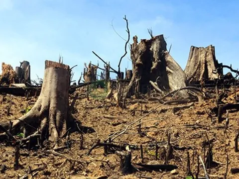 Doanh nghiệp phân lô bán đất rừng khiến nguyên chủ tịch xã tại Phú Quốc bị bắt khẩn cấp, 3 Đội trưởng quản lý bảo vệ rừng vội tự thú