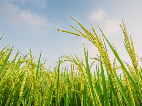 Campuchia làm kênh đào Funan Techo 1,7 tỷ đô và giải pháp 'thuận thiên' của Vinaseed, Sao Ta