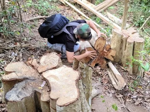 Gia Lai: Bắt đối tượng cầm đầu vụ khai thác hơn 150m3 gỗ trái phép