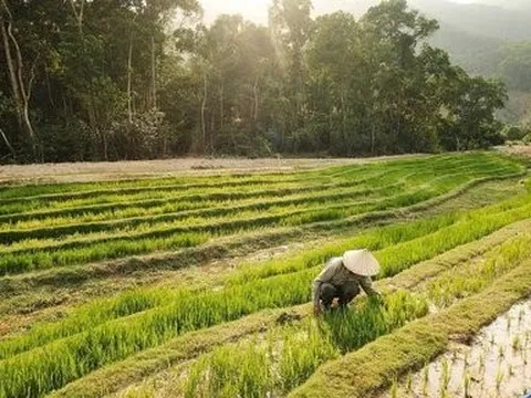 Thú vị mô hình nuôi trâu, trồng lúa trong… sân golf