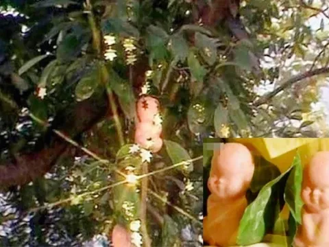 Quả nhân sâm nghìn năm trong Tây du ký 1986 và sự thật bất ngờ?