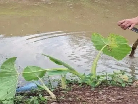 3 ông cháu tử vong dưới hố nước sâu