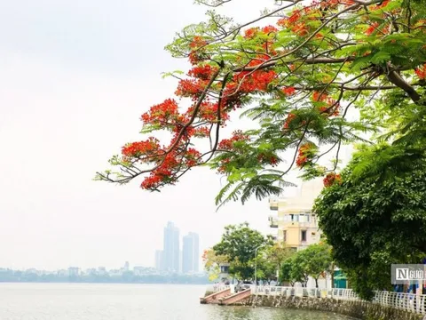 Hoa phượng rực đỏ trên nhiều tuyến phố Thủ đô