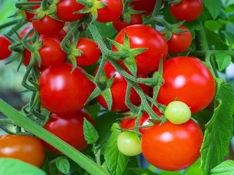 Giá nông sản hôm nay 14/5: Dừa xiêm Bến Tre hút hàng, cà chua được giá, sầu riêng giảm