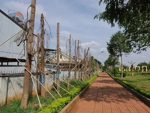 Hàng loạt cây xanh có dấu hiệu bị chết sau khi di chuyển đến công viên