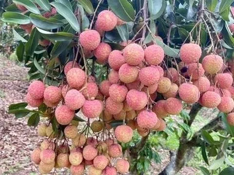 Quảng Ninh: Livestream bán vải chín sớm trên facebook trong 4 ngày