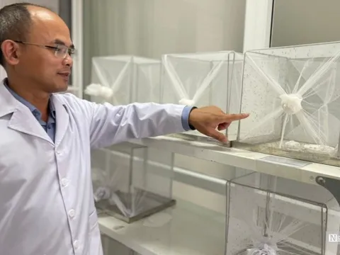 Chuyên gia nói gì về việc người nhóm máu O bị muỗi đốt nhiều hơn?