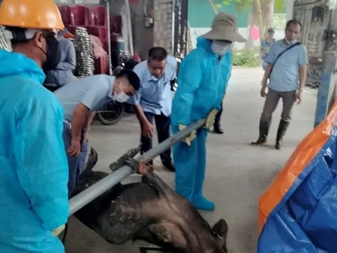 Quảng Ninh: Tiêu hủy 12 con lợn mắc dịch bệnh tả lợn châu Phi