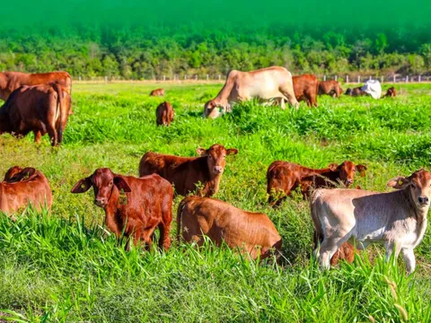 Dù tỷ phú Trần Bá Dương nói “HAGL Agrico chỉ còn xương thôi”, cổ phiếu HNG vẫn bất ngờ kịch trần, nhập cuộc đua với HAG