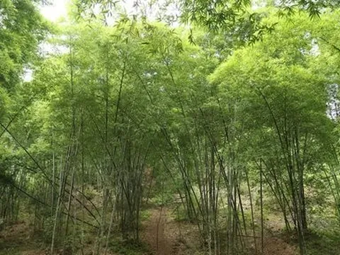 Thanh Hóa: Thúc đẩy dự án đưa cây tre vươn ra thế giới