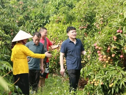 Sẵn sàng đón "mùa du lịch vải" ở Lục Ngạn