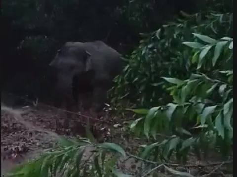 Đồng Nai: Cảnh báo tình trạng voi rừng vượt hàng rào điện