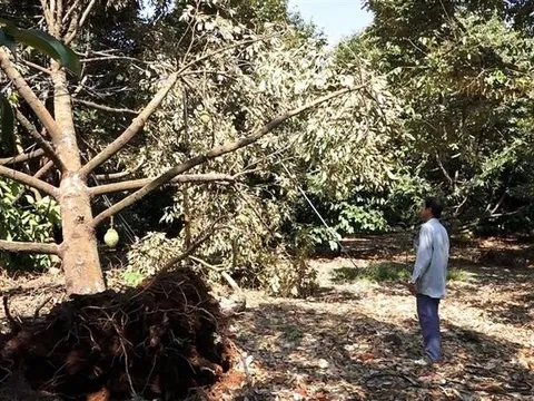 Đồng Nai: Nhiều ha cây trồng bị ảnh hưởng nặng do mưa lớn