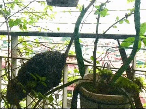 Gia đình hoảng hốt phát hiện tổ ong khổng lồ trên ban công ở Hà Nội