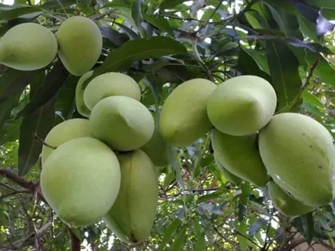 Giá nông sản hôm nay 19/5: Vải thiều được mùa, hồ tiêu ổn định, xoài cát Hòa Lộc tăng giá