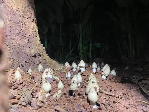 Đồng Nai: Săn “lộc trời”, nông dân kiếm tiền triệu mỗi ngày