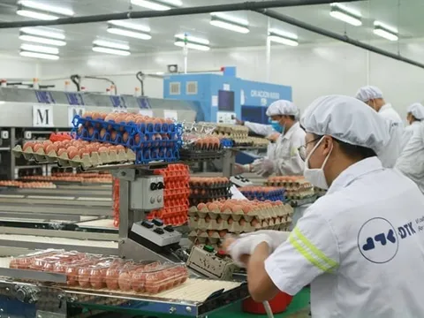 Ngân hàng đại hạ giá nhà máy sản xuất trứng gà sạch của ĐTK Phú Thọ