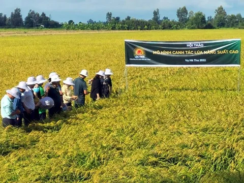 Được TPBank giải ngân, Lộc Trời tuyên bố đã trả hết nợ lúa cho bà con nông dân