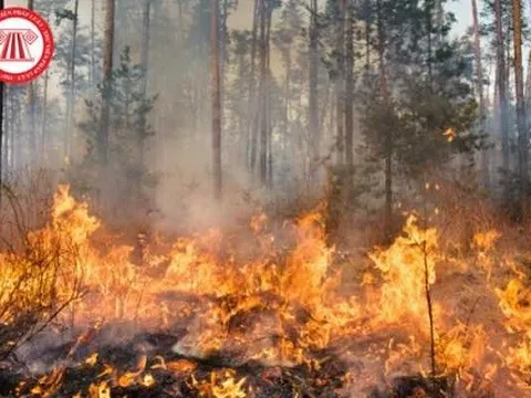 Hà Tĩnh: Gây cháy rừng, người đàn ông bị phạt 90 triệu đồng