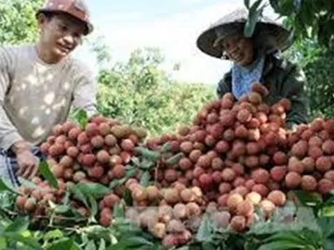 Giá nông sản hôm nay 23/5: Cà chua được giá, vải thiều đã hạ cánh tại châu Âu