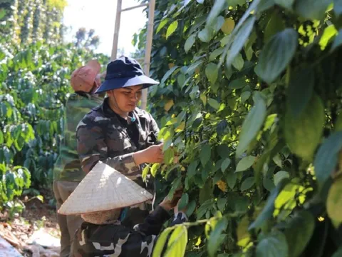 Kỳ vọng bứt phá giá hồ tiêu