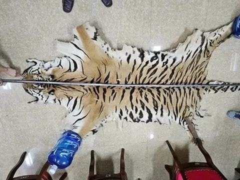 Quảng Ninh: Khởi tố đối tượng buôn bán da hổ, móng gấu trái phép