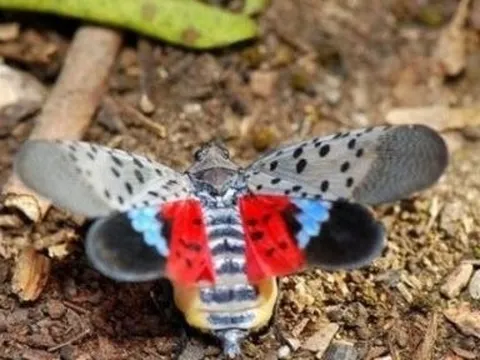 “Kẻ thù” của nông dân nay thành mỏ vàng, giá 130.000đ/kg vẫn bán đắt như tôm tươi