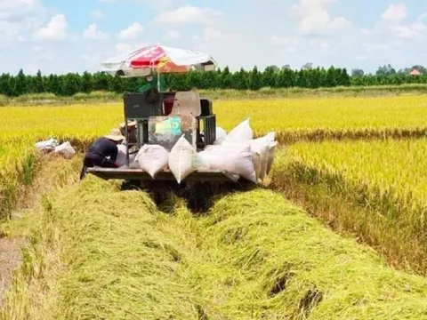 Cơ hội gia tăng giá trị hạt gạo Việt