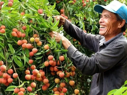 Giá nông sản hôm nay 27/5: Vải thiều Thanh Hà vào mùa được giá, dứa Quỳnh Lưu đắt hàng