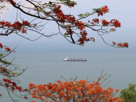 Ngắm con đường rực hoa phượng đỏ đẹp nhất ở phố biển Vũng Tàu