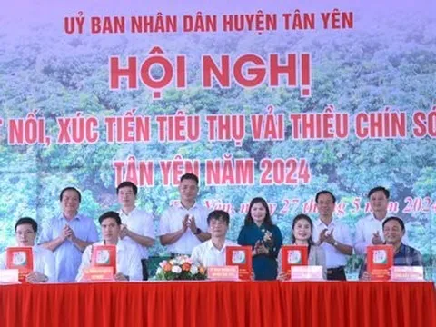 Tích cực kết nối, đẩy mạnh tiêu thụ trái vải Bắc Giang trên thị trường