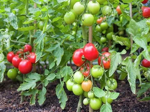 Giá nông sản hôm nay 29/5: Vải thiều Việt Nam lên kệ siêu thị tại Pháp, cà chua tăng gấp đôi