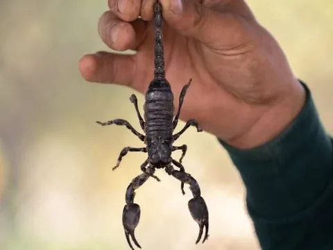 Cần Thơ: Cấp cứu thành công bé trai bị sốc phản vệ do bọ cạp cắn